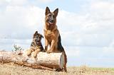 BERGER ALLEMAND 221